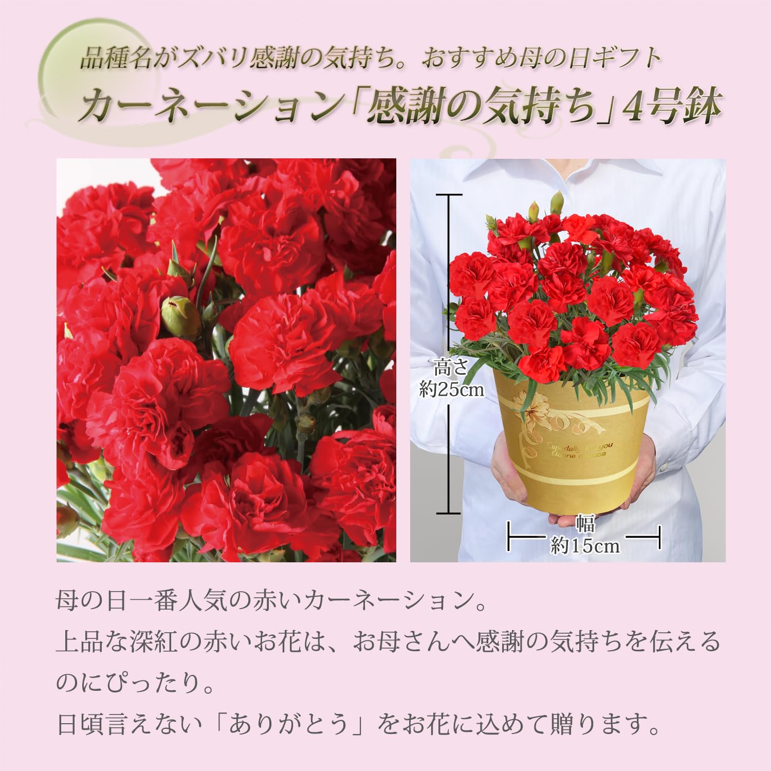 Amazon.co.jp: 花のギフト社 母の日 花 カーネーション 母の日ギフト